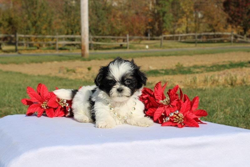 puppy, for, sale, Morkie, Matthew B. Stoltzfus, dog, breeder, Gap, PA, dog-breeder, puppy-for-sale, forsale, nearby, find, puppyfind, locator, puppylocator, aca
